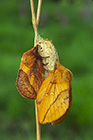 Pair of Drinker moths on cocoon
