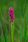 Orchid